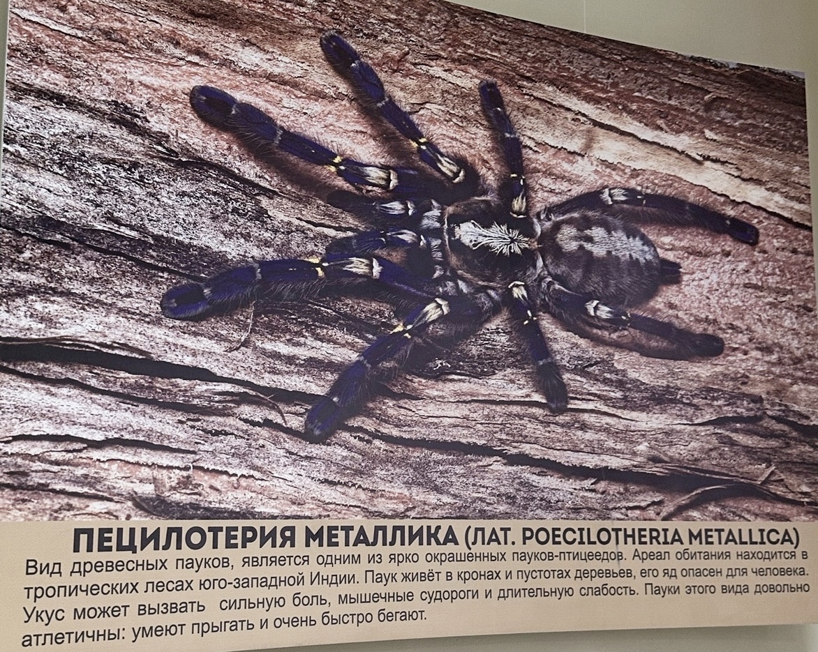 В гости к… паукам!. Большая Переменка